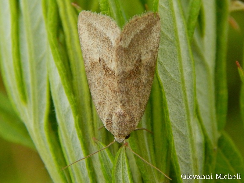 Phyllophila obliterata